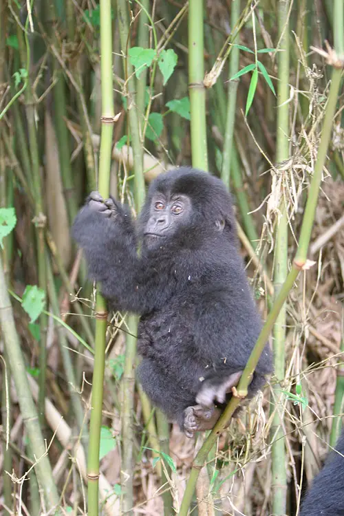 Gorillas In Rwanda