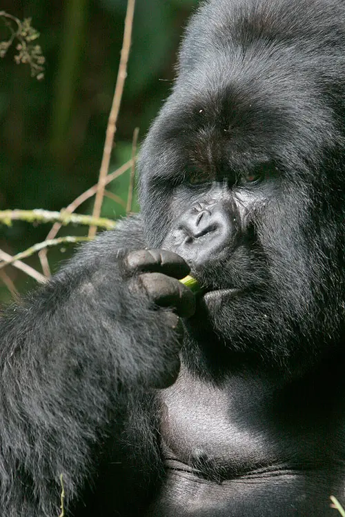 Gorillas In Rwanda