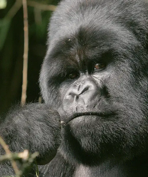 Gorillas In Rwanda