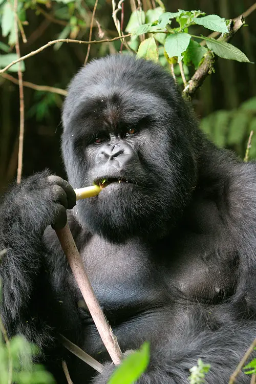 Gorillas In Rwanda