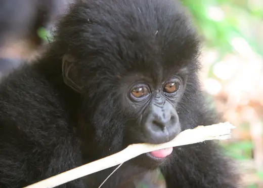 Gorillas In Rwanda