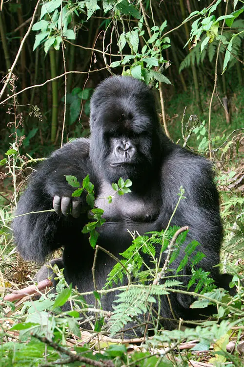 Gorillas In Rwanda