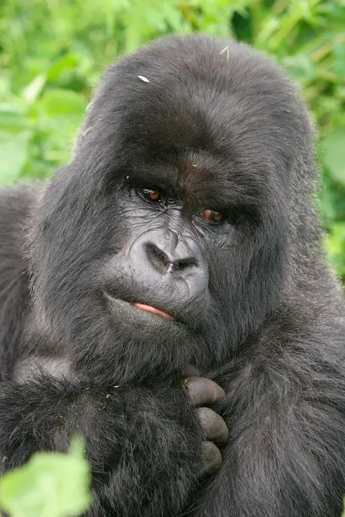 Gorillas In Rwanda