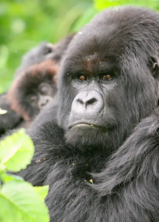 Gorillas In Rwanda