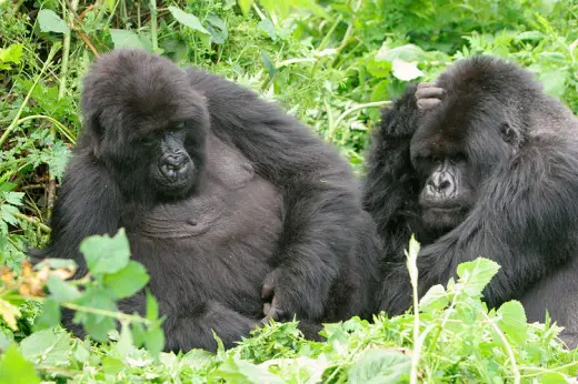 Gorillas In Rwanda