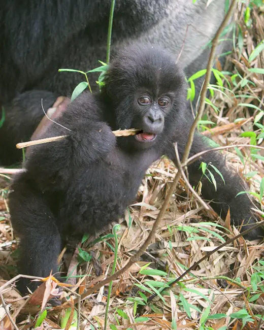 Gorillas In Rwanda