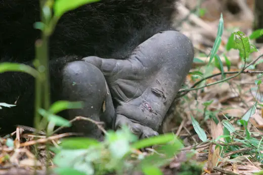 Gorillas In Rwanda