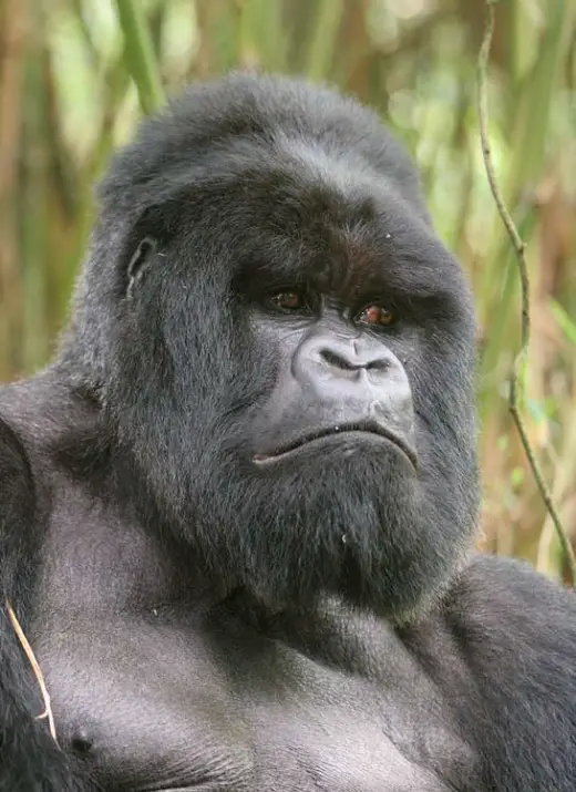 Gorillas In Rwanda