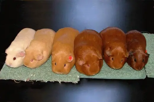 Guinea Pig Line