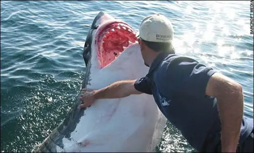 Guy Petting Shark