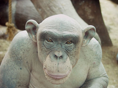 Hairless Chimp