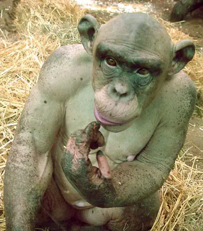 Hairless Chimp