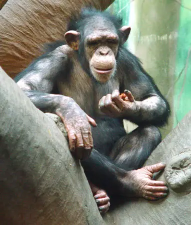 Hairless Chimp