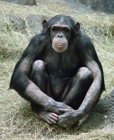 chimpanzee hairless