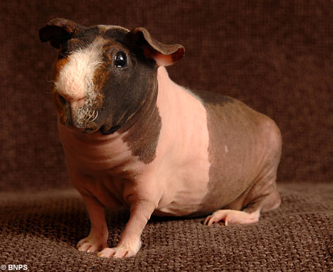 Hairless Guinea Pig