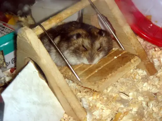 Hamster Sleeping