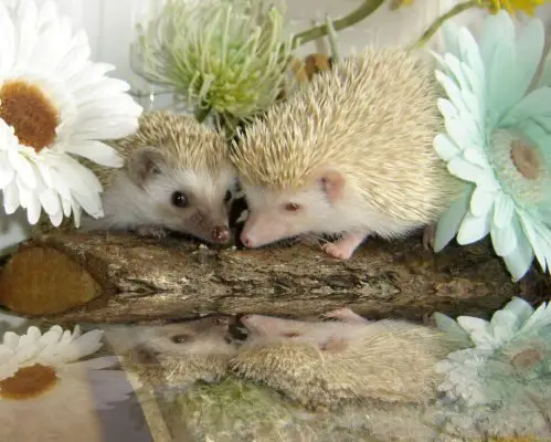 Hedgehogs