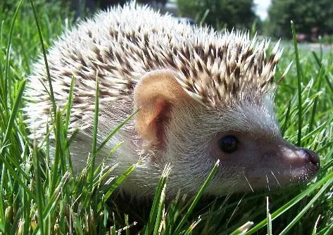 Hedgehogs