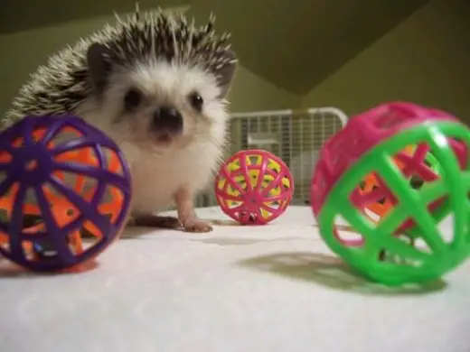 Hedgehogs