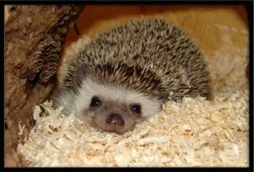 Hedgehogs