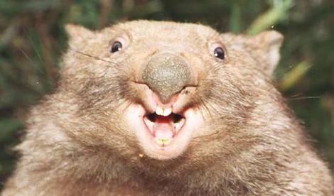 Horny Wombat