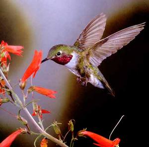 Hummingbirds