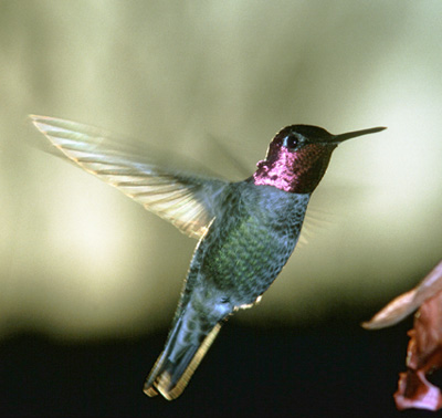 Hummingbirds