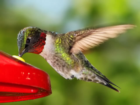 Hummingbirds