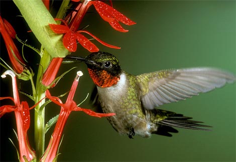 Hummingbirds