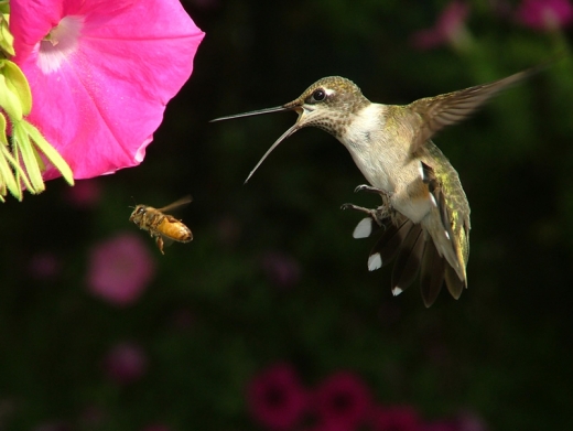 Hummingbirds