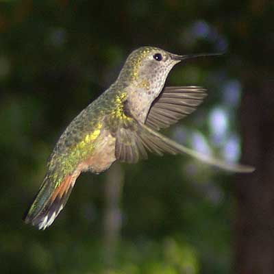 Hummingbirds