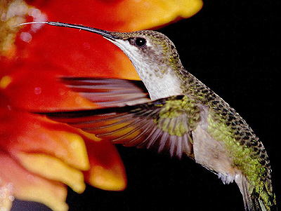 Hummingbirds