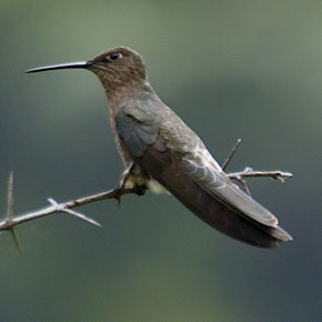 Hummingbirds