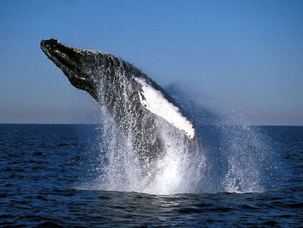 Humpback Whales