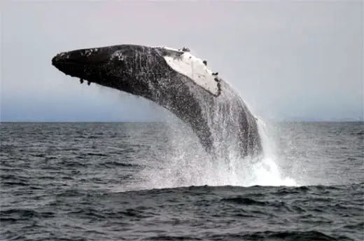 Humpback Whales