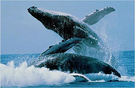 Humpback Whales