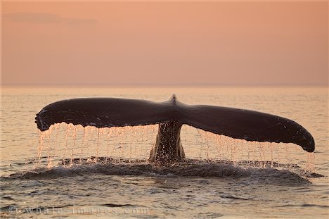 Humpback Whales