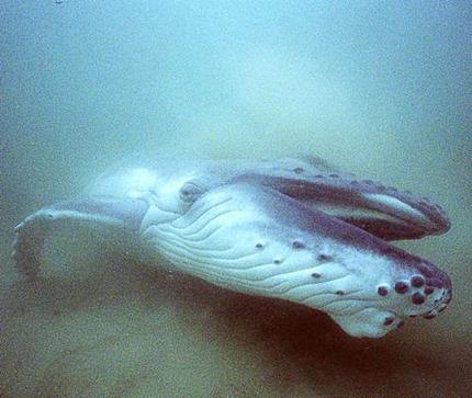 Humpback Whales