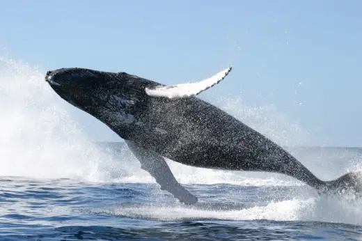 Humpback Whales