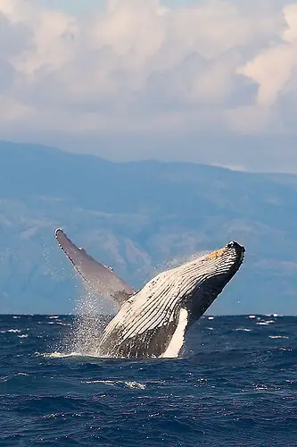 Humpback Whales