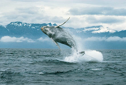 Humpback Whales