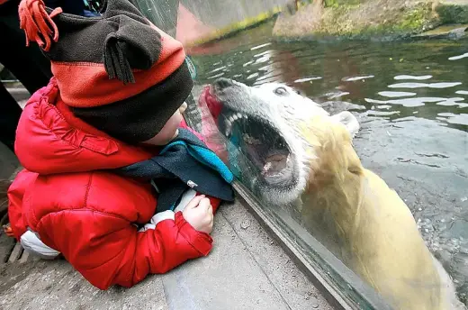 Hungry Polar Bear