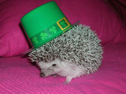 Irish Hedgehog