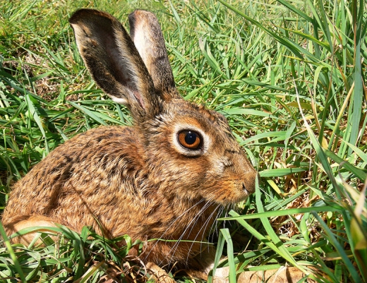 Jackrabbits