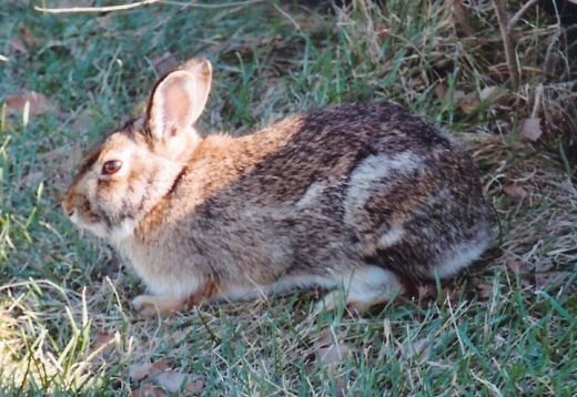 Jackrabbits