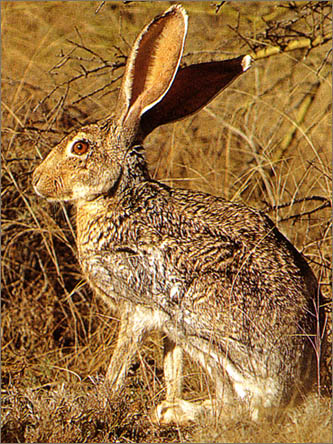 Jackrabbits