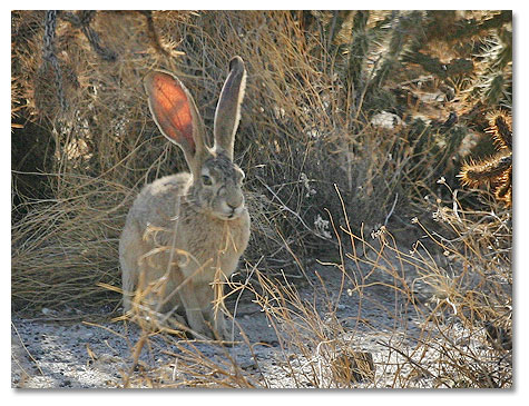 Jackrabbits