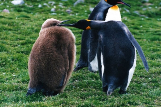 King Penguins