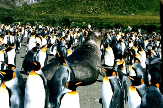 King Penguins