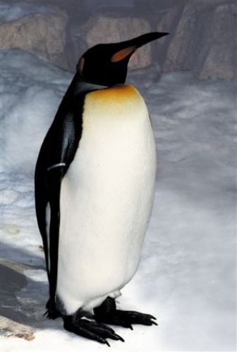 King Penguins